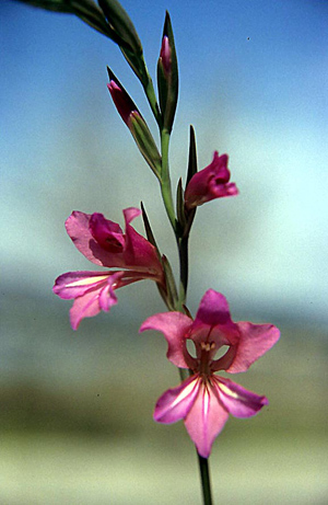 Gladiolus
                      illyricus