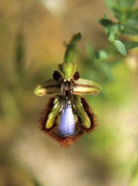 Ophrys
                      speculum