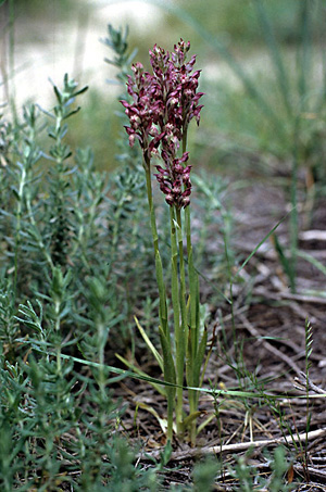 Orchis
                      coriophora