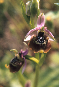 Ophrysfuci