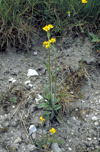 Cinerarea integrifolia