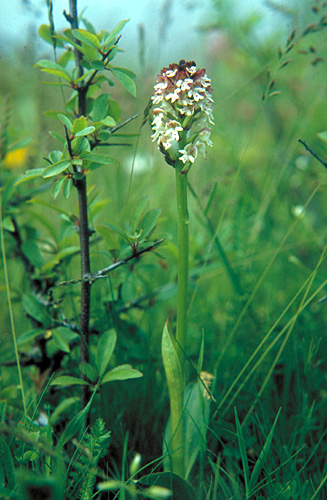 Orchis ustulata