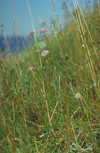 Scabiosa columbaria