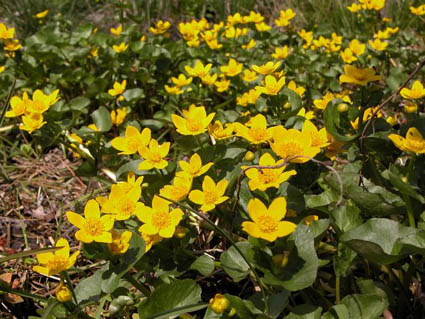 Caltha palustris