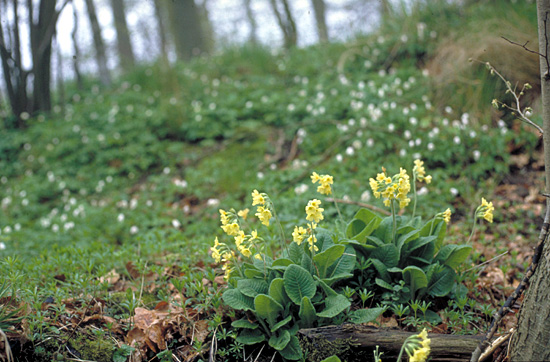 Primula elatior