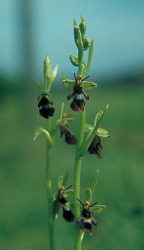 Ophrys insectifera