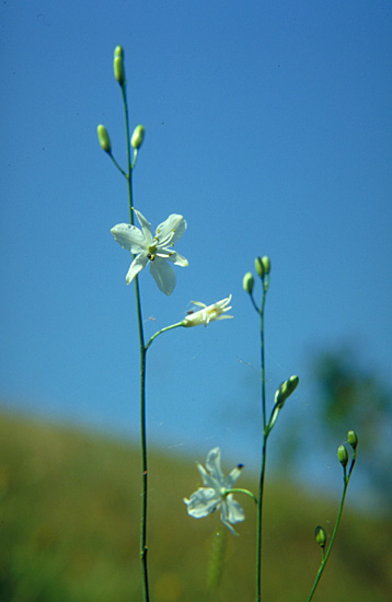 Anthericum ramosum