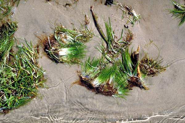 Isoetes echinospora