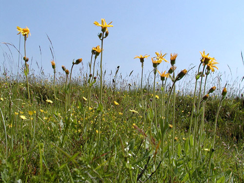 Arnica montana