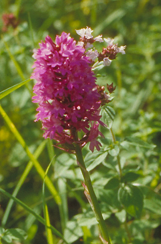 Anacamptis pyramidalis