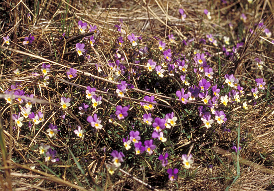 Viola tricolor ssp. curtsii