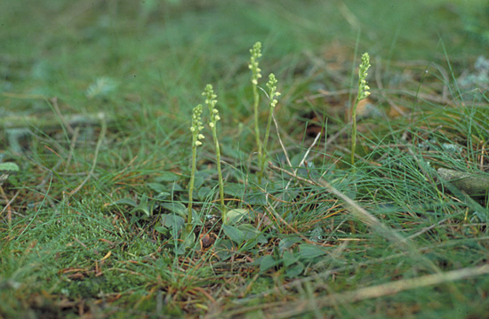 Goodyerea repens