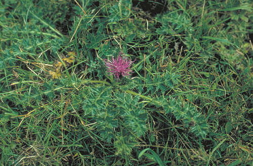 Cirsium acaule