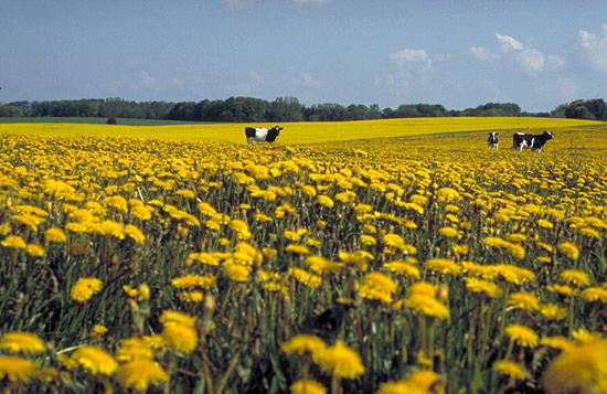 Dandelions