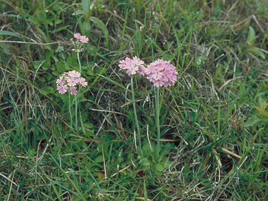 Primula farinosa