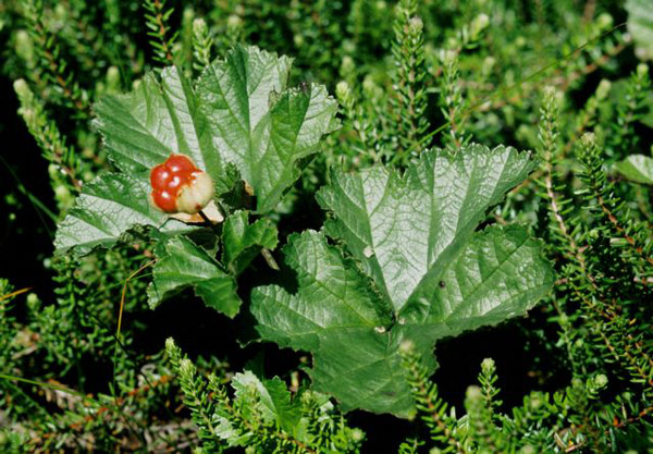 Rubus chamaemorus