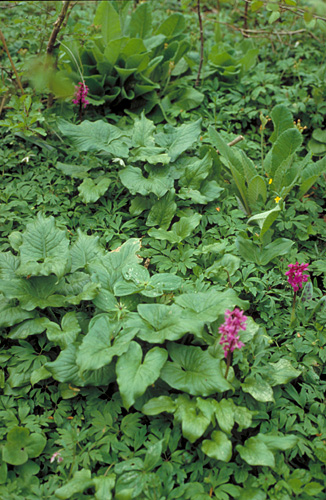 Forest floor