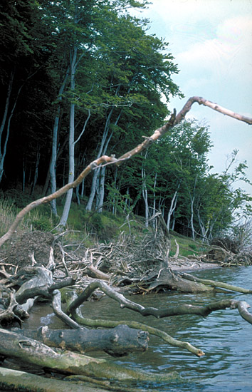 Stagsrode forest