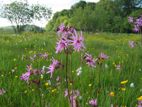 Lychnis flos-cuculi